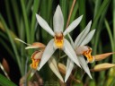 Coelogyne viscosa × sib 2.5''