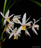 Coelogyne viscosa × sib 2.5''