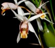 Coelogyne viscosa × sib 2.5''