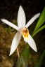 Coelogyne viscosa × sib 2.5''