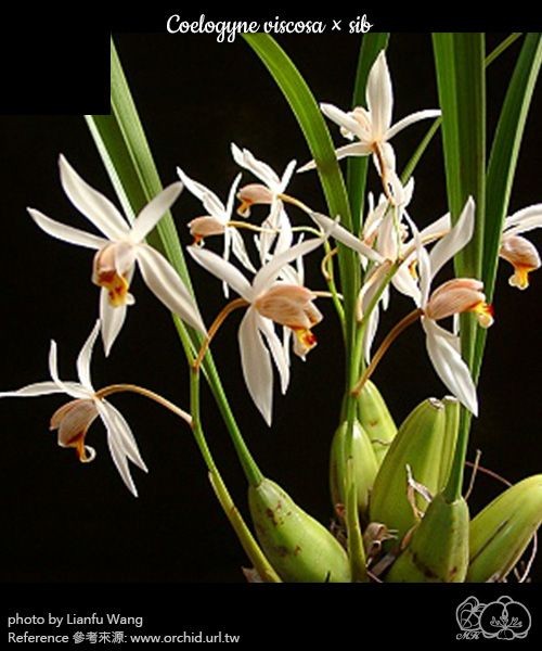 Coelogyne viscosa × sib 2.5''