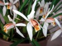 Coelogyne viscosa × sib 2.5''