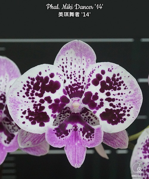 Phal. Miki Dancer '14' 2.5''