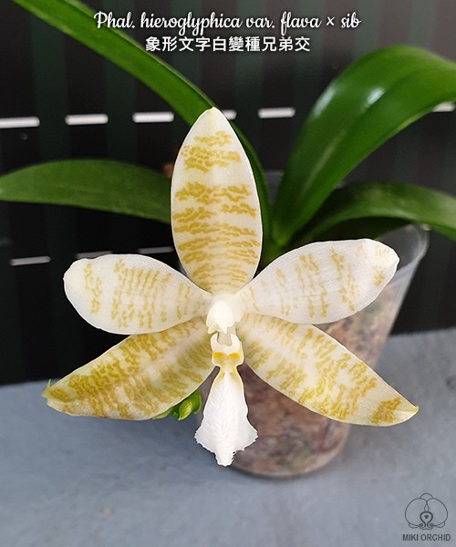 Phal. hieroglyphica var. flava × sib 2.5"
