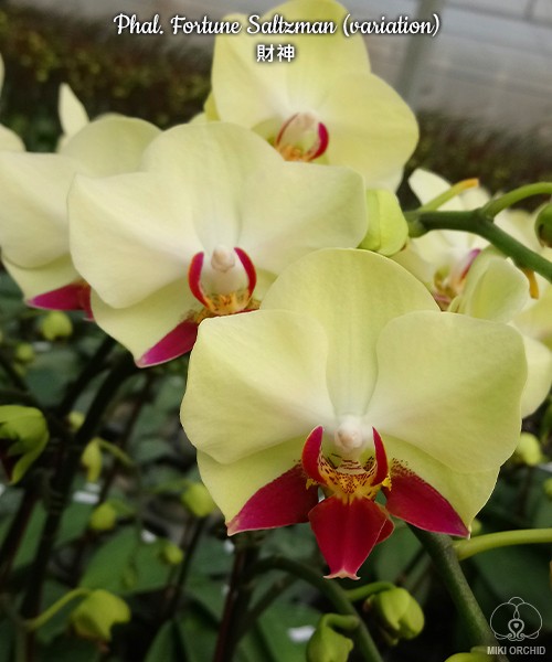 Phal. Fortune Saltzman (variation) 2.5''