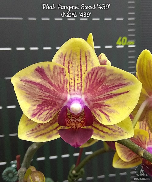 Phal. Fangmei Sweet '439' 2.5''