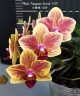 Phal. Fangmei Sweet '439' 2.5''
