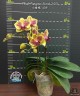 Phal. Fangmei Sweet '439' 2.5''