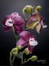 Phal. Kaoda Twinkle 3.0''
