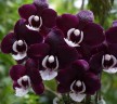 Phal. Kaoda Twinkle 3.0''