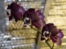 Phal. Kaoda Twinkle 3.0''