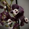 Phal. Kaoda Twinkle 3.0''