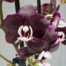 Phal. Kaoda Twinkle 3.0''
