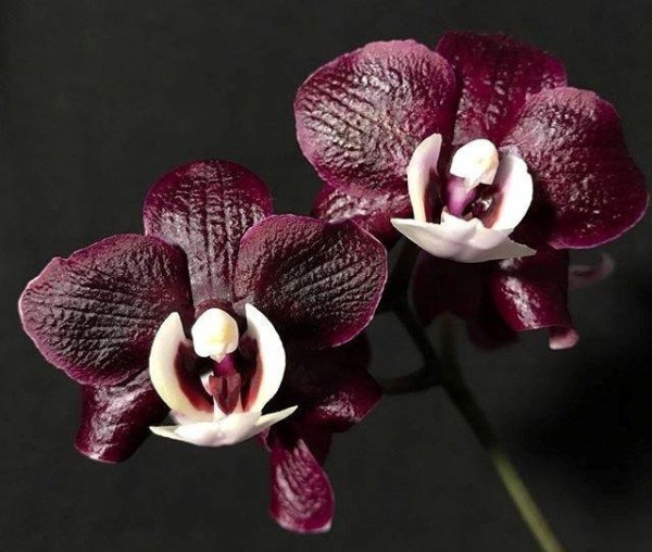 Phal. Kaoda Twinkle 3.0''