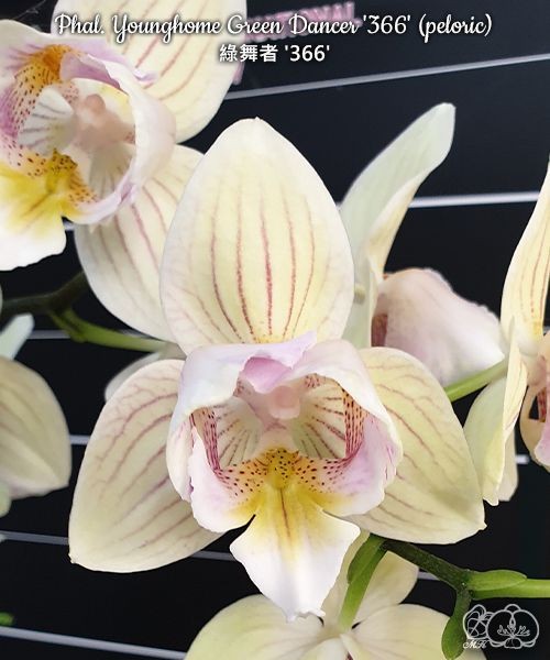 Phal. Younghome Green Dancer '366' (peloric) 2.5"