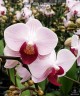 Phal. Little Gem Stripes 2.5" УЦЕНКА (мех. пов. одного листика)