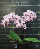 Phal. Little Gem Stripes 2.5" УЦЕНКА (мех. пов. одного листика)