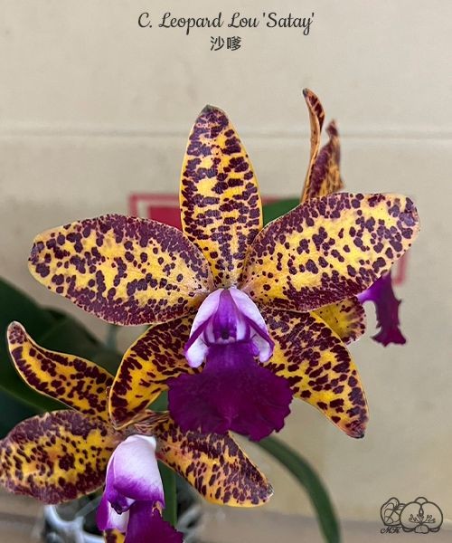 C. Leopard Lou 'Satay' 2.5''