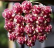 Hoya wayetii variegated 2.5"