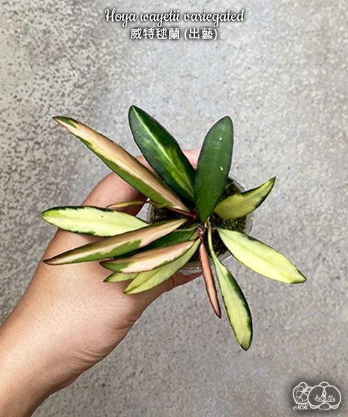 Hoya wayetii variegated 2.5"