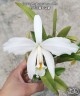 Laelia jongheana var. alba 2.5''
