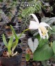 Laelia jongheana var. alba 2.5''