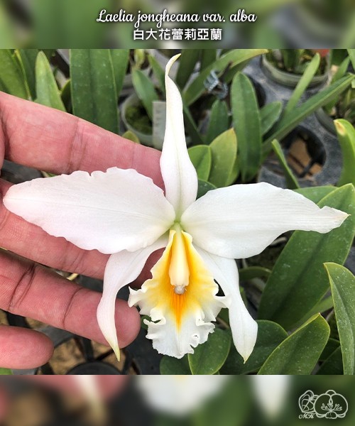 Laelia jongheana var. alba 2.5''