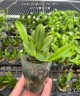Laelia jongheana var. alba 2.5''