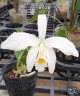 Laelia jongheana var. alba 2.5''