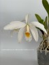 Laelia jongheana var. alba 2.5''