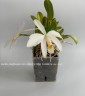 Laelia jongheana var. alba 2.5''