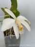 Laelia jongheana var. alba 2.5''