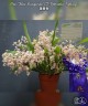 Onc. Tsiku Marguerite 'CT-Romantic Fantasy' 2.5"