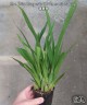 Onc. Tsiku Marguerite 'CT-Romantic Fantasy' 2.5"