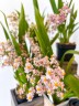 Onc. Tsiku Marguerite 'CT-Romantic Fantasy' 2.5"