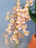 Onc. Tsiku Marguerite 'CT-Romantic Fantasy' 2.5"