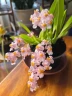 Onc. Tsiku Marguerite 'CT-Romantic Fantasy' 2.5"