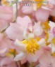 Onc. Tsiku Marguerite 'CT-Romantic Fantasy' 2.5"