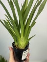Onc. Tsiku Marguerite 'CT-Romantic Fantasy' 2.5"