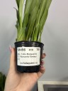 Onc. Tsiku Marguerite 'CT-Romantic Fantasy' 2.5"