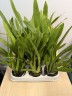 Onc. Tsiku Marguerite 'CT-Romantic Fantasy' 2.5"