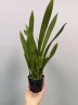 Onc. Tsiku Marguerite 'CT-Romantic Fantasy' 2.5"