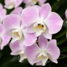 Phal. sanderiana × sib (silver leaves) 2.5'' УЦЕНКА (нет нижн. лист.)