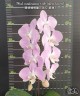 Phal. sanderiana × sib (silver leaves) 2.5'' УЦЕНКА (нет нижн. лист.)