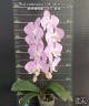 Phal. sanderiana × sib (silver leaves) 2.5'' УЦЕНКА (нет нижн. лист.)