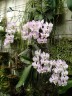 Phal. sanderiana × sib (silver leaves) 2.5'' УЦЕНКА (нет нижн. лист.)
