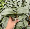 Phal. sanderiana × sib (silver leaves) 2.5'' УЦЕНКА (нет нижн. лист.)