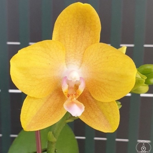 Phal. Lioulin Lawrence 2,5"