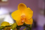 Phal. Lioulin Lawrence 2,5"