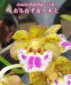 Aerides flabellata × sib 2.5"